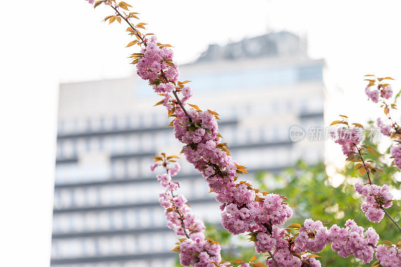 一棵日本樱桃(Prunus serrulata)树的特写照片